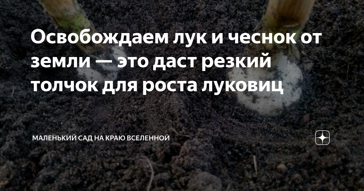 Освобождаем лук и чеснок от земли — это даст резкий толчок для роста ...