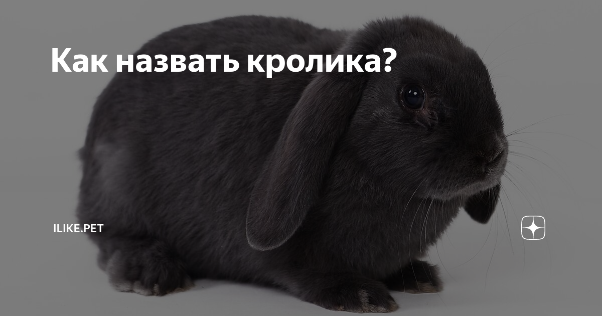 Как назвать кролика. Имена для кроликов. Имена для кроликов мальчиков. Красивые имена для кроликов мальчиков. Имена для кроликов девочек