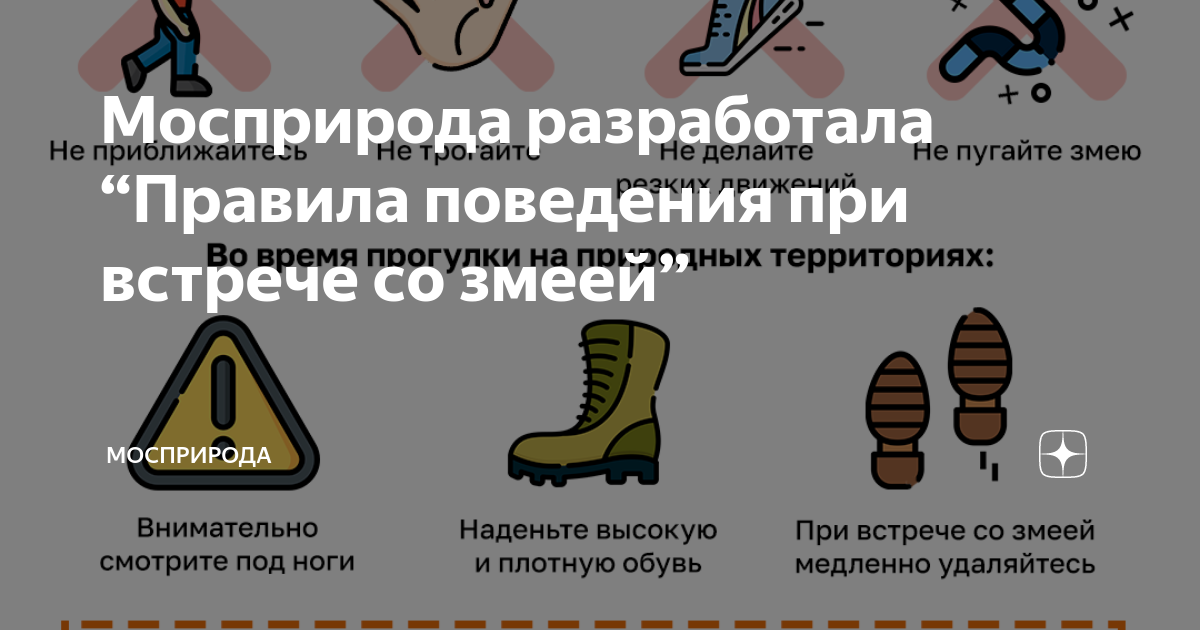 Безопасность для детей змеи. Правила безопасности со змеями. Памятка при встрече с гадюкой. Памятка что делать при встрече со змеей. Поведение при встрече со змеей.