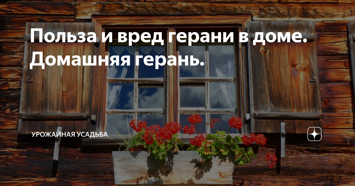 Герань комнатная. Лечебные растения герань. Герань лекарственное растение. Герань комнатное растение. Герань комнатное растение.