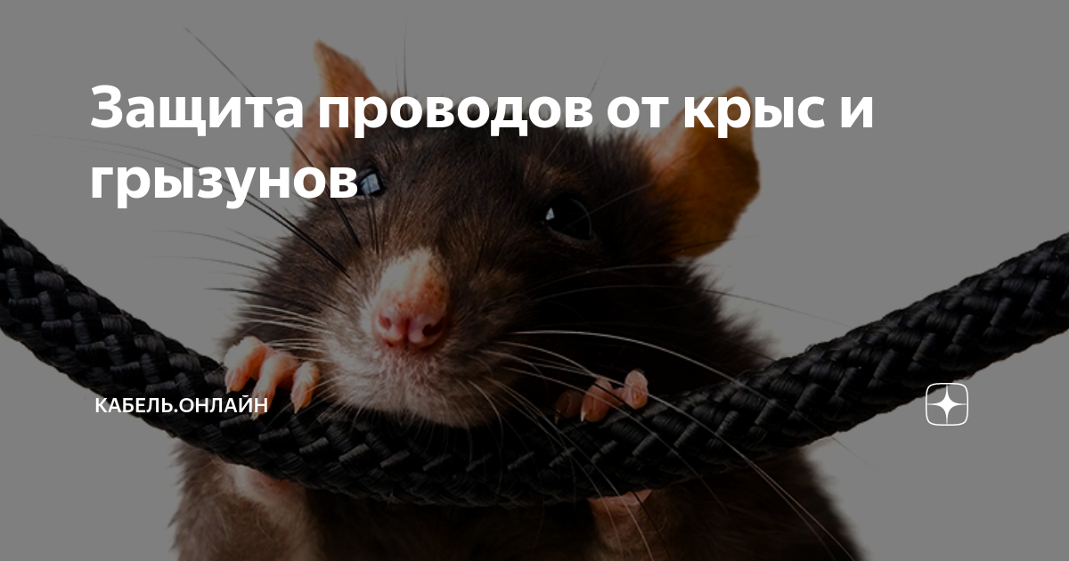 мышь перегрызла кабель. мышь подвальная. повреждённые грызунами продукты. мышь перегрызла кабель. защита кабеля от грызунов.