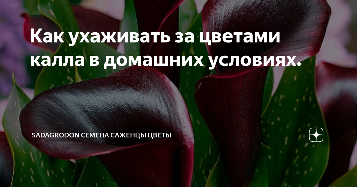 Юкка славная Yucca gloriosa 10л (И) — саженцы купить в интернет-магазине с доставкой по низкой цене