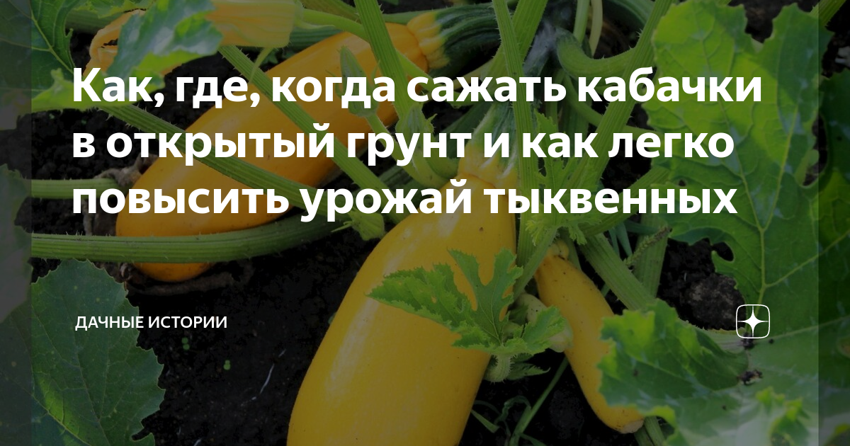 Когда сеять кабачки в 2024 году. Сроки посадки кабачков в открытый грунт семенами. Как сажать кабачки в открытый грунт. Когда садить кабачки на рассаду. Посадка кабачков в ведро отзывы.