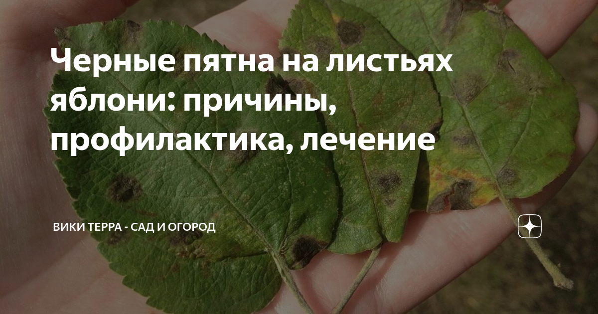 Чернеют листья на яблоне причины. Черные точки на листьях яблони. Красные пятна на листьях яблони фото и борьба с ними.