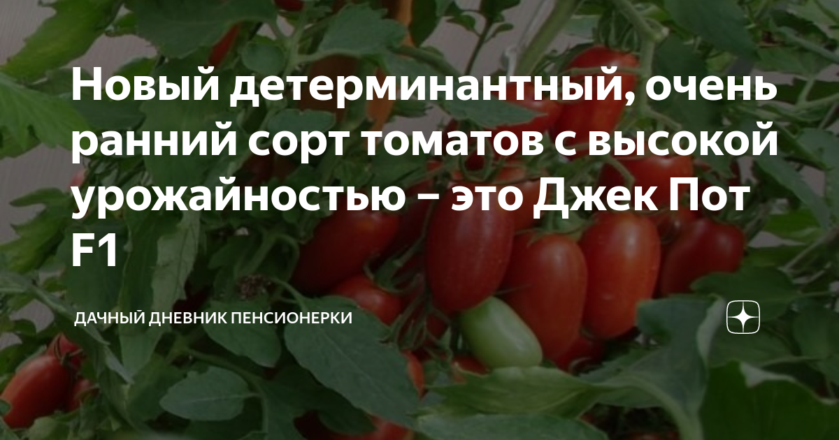 Новый детерминантный, очень ранний сорт томатов с высокой урожайностью ...