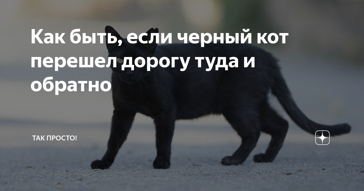 Как быть, если черный кот перешел дорогу туда и обратно | Так Просто ...
