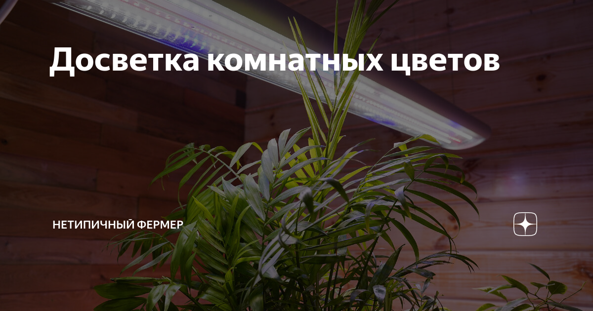 Досветка комнатных цветов | Нетипичный фермер | Дзен