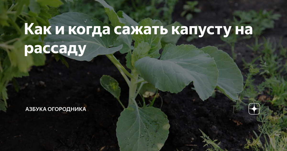 Как и когда сажать капусту на рассаду | Азбука огородника | Дзен