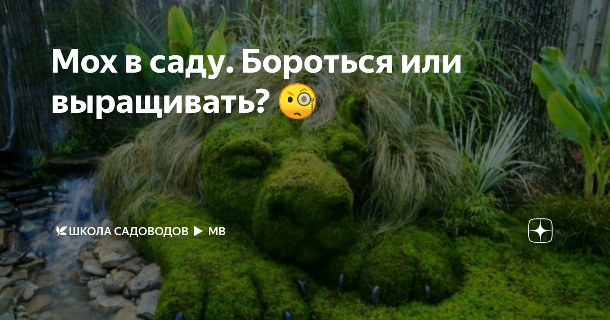 Мох в саду. Бороться или выращивать? ?? | ??Школа садоводов Марии В. | Дзен