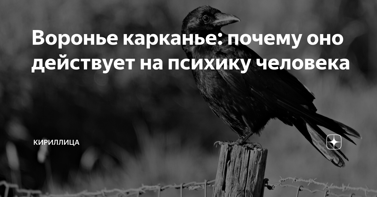Воронье карканье: почему оно действует на психику человека | Кириллица ...