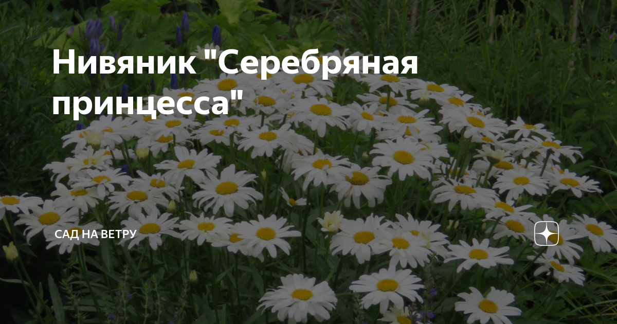 Нивяник "Серебряная принцесса" | Сад на ветру | Дзен