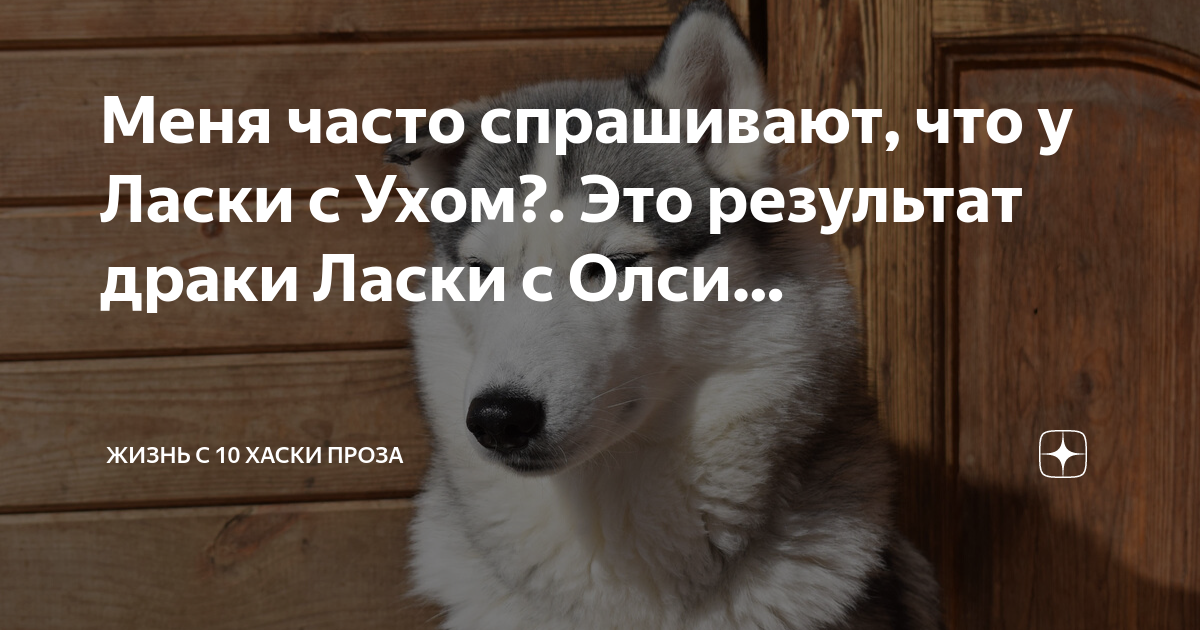 Хаски 7. Павел баранцев жизнь с 9 хаски. Хаски павла баранцева. Коба хаски жизнь с 9. 10 хаски павел.