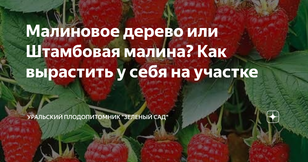 Малиновое дерево или Штамбовая малина? Как вырастить у себя на участке ...