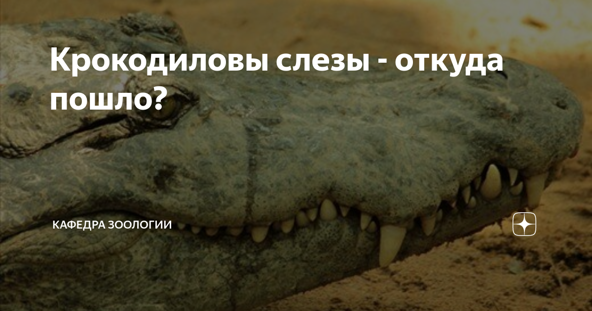 Крокодиловы слезы - откуда пошло? | Кафедра зоологии | Дзен