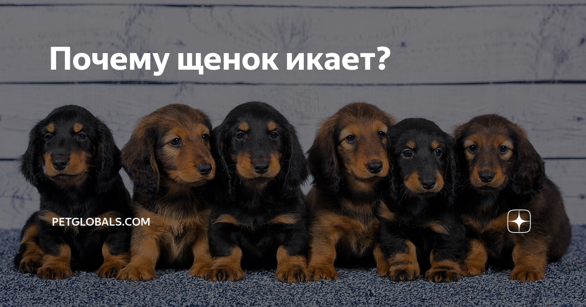 Просмотр темы - Фотографирую хвостиков. Все районы * ВсеХвосты.Ру- Помощь бездом