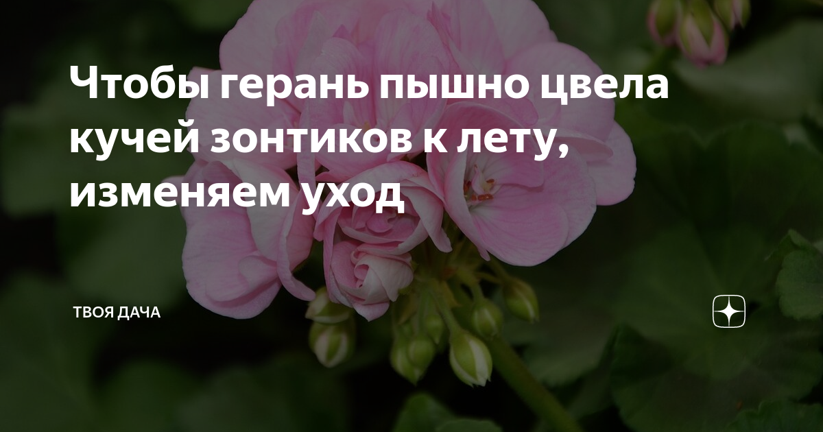 Как пышно цвели этим летом