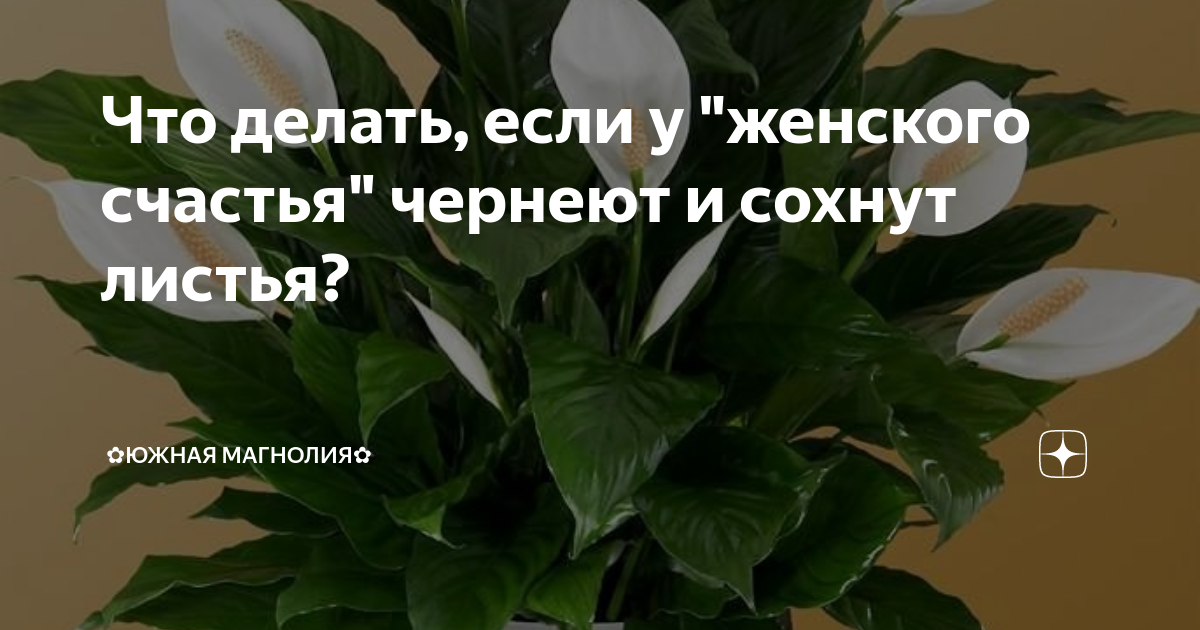 Спатифиллум, или Женское счастье: уход за комнатным цветком в домашних условиях