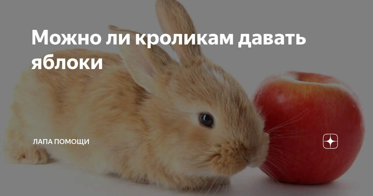 Можно давать кроликам картошку. Кролик с яблоками. Можно ли кроликам яблоки. Можно ли кроликам давать яблоки. Любят ли кролики яблоки.