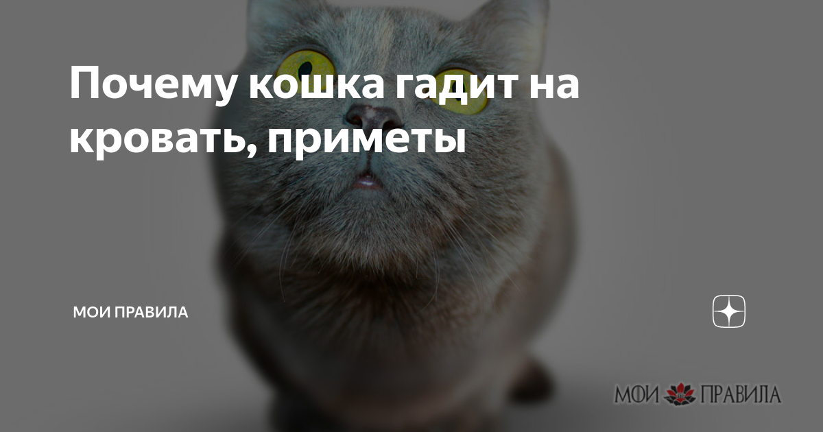 Кошка гадит на кровать причины. Кошка гадит. Почему котенок гадит на постель. Почему кот написал на кровать. Если кошка гадит на постель приметы.