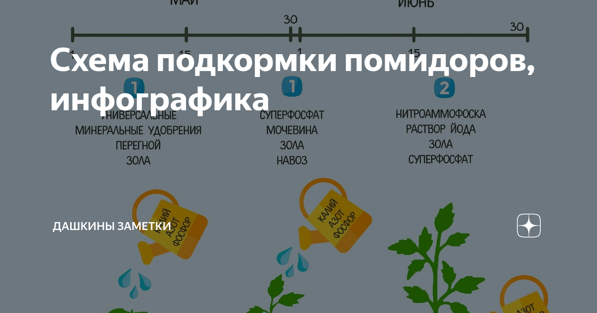 Схема подкормки помидор. Инфографика удобрения. График подкормки помидор. Полная схема подкормки томатов. График подкормки томатов