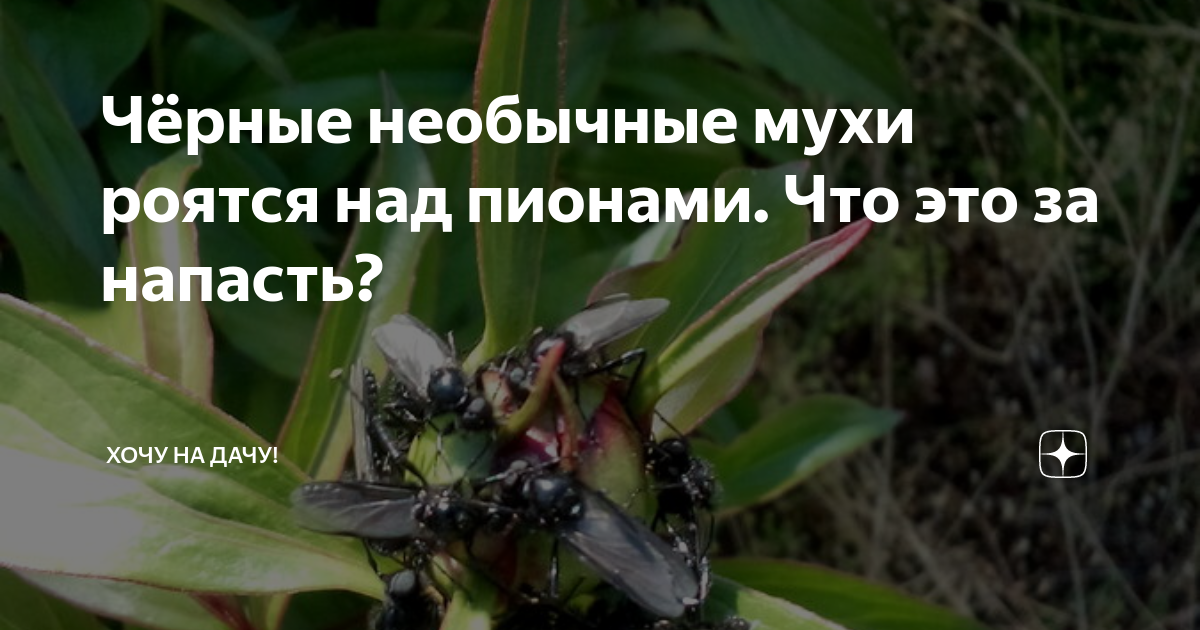 что за напасть это