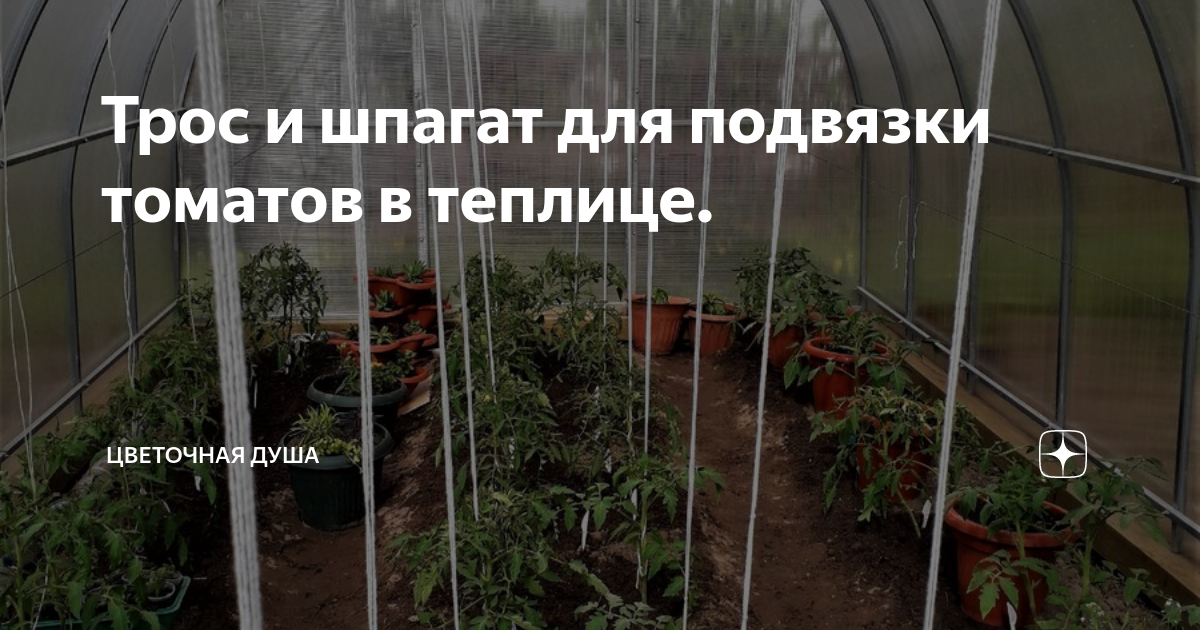 Схема подвязки помидоров в теплице. Подвязка томатов в теплице. Подвязать помидоры в теплице. Подвязка помидор. Система подвязки растений в теплице из поликарбоната.