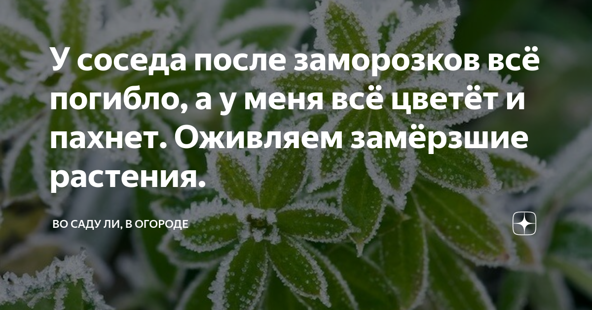 Растение мерзнет. Лист у замёрзшего растения. Замерзание растений почему. Как понять что цветок замерз.