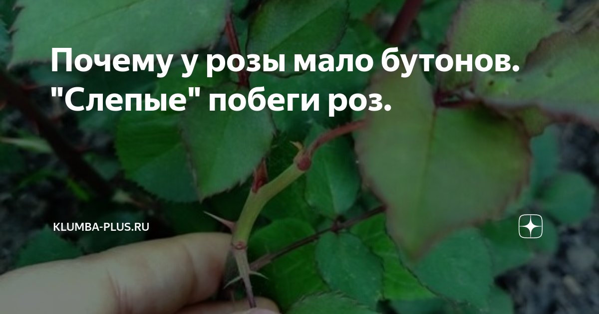 Слепые побеги на розах. Слепой побег у розы. Слепые побеги на розах как определить. Слепой побег у розы как отличить.