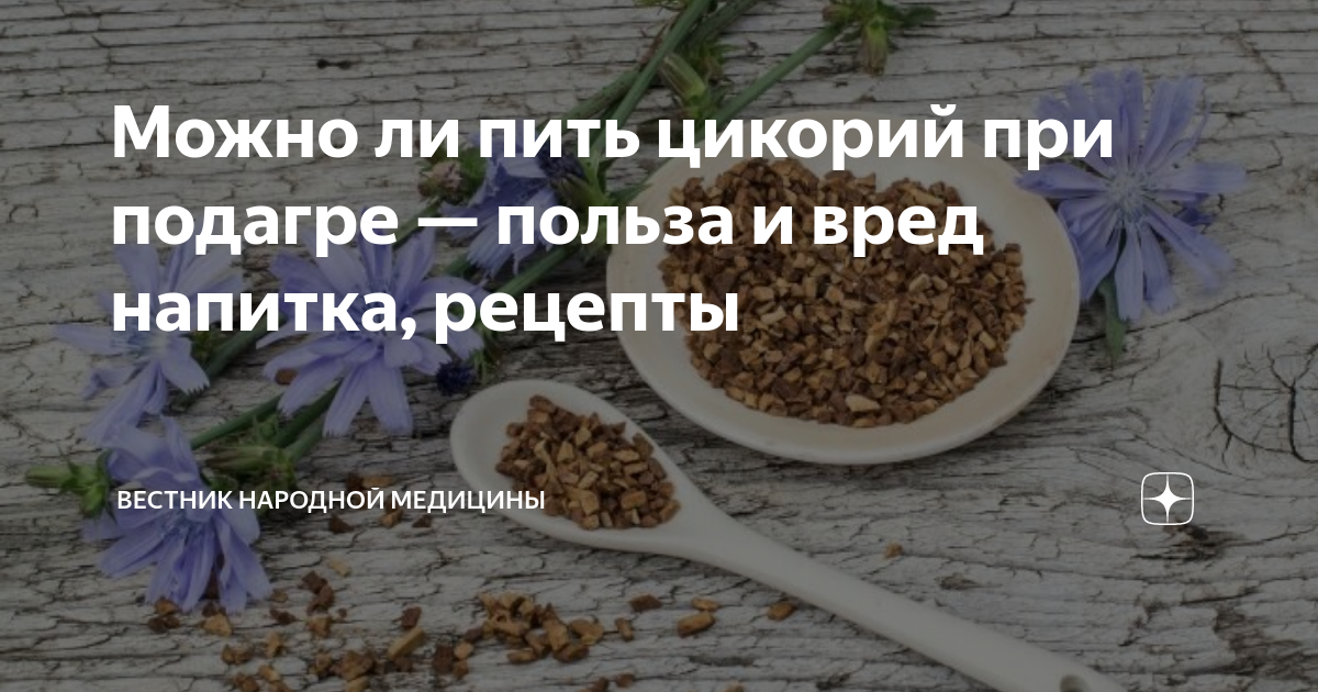 Цикорий при венах. Можно ли употреблять цикорий при подагре. Вестник народной медицины. Цикорий при холестерине. Вестник народной медицины инфографика.