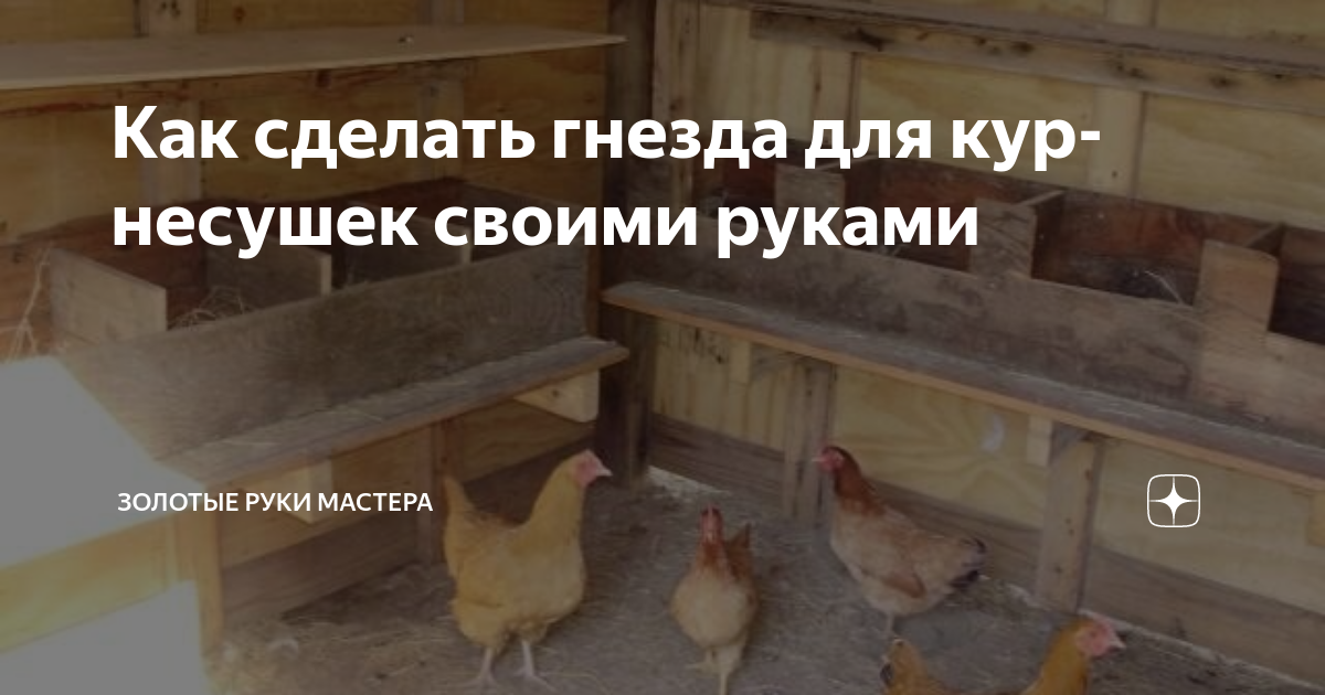 Насест для кур: инструкция по изготовлению своими руками