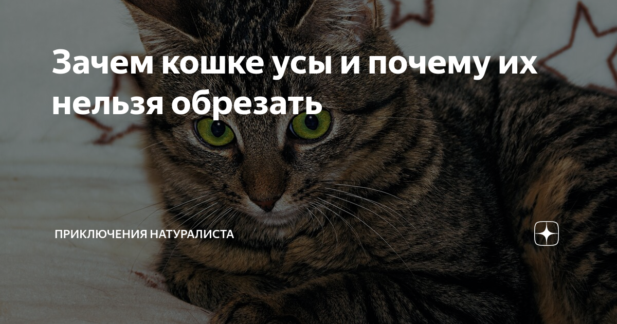 Зачем кошке усы и почему их нельзя обрезать | Приключения натуралиста ...