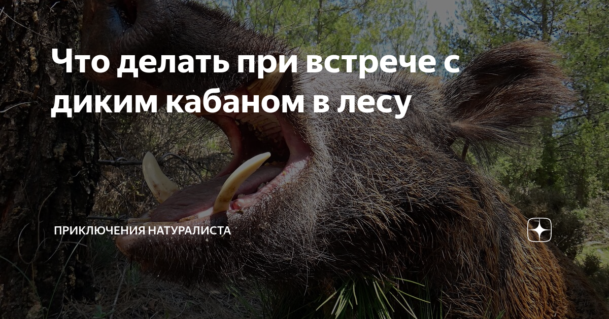 Встреча с кабаном. Встреча с диким кабаном в лесу. Памятка при встрече с кабаном. Встреча с кабаном. Встреча с кабаном.