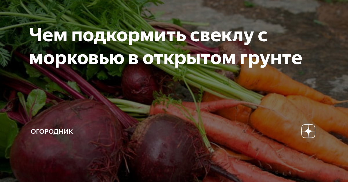 Чем подкормить свеклу с морковью в открытом грунте