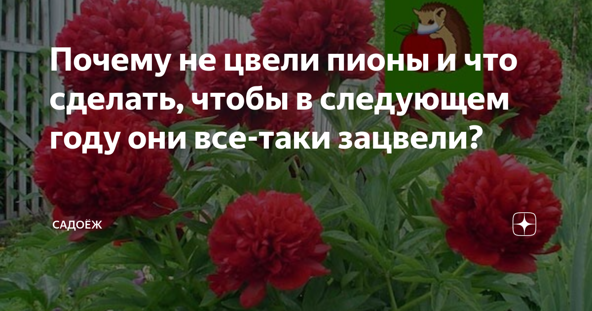 Пион не цветет несколько лет что делать. Росему не цветет пион. пионы не цветут. почему не цветут пионы. зацветают пионы.