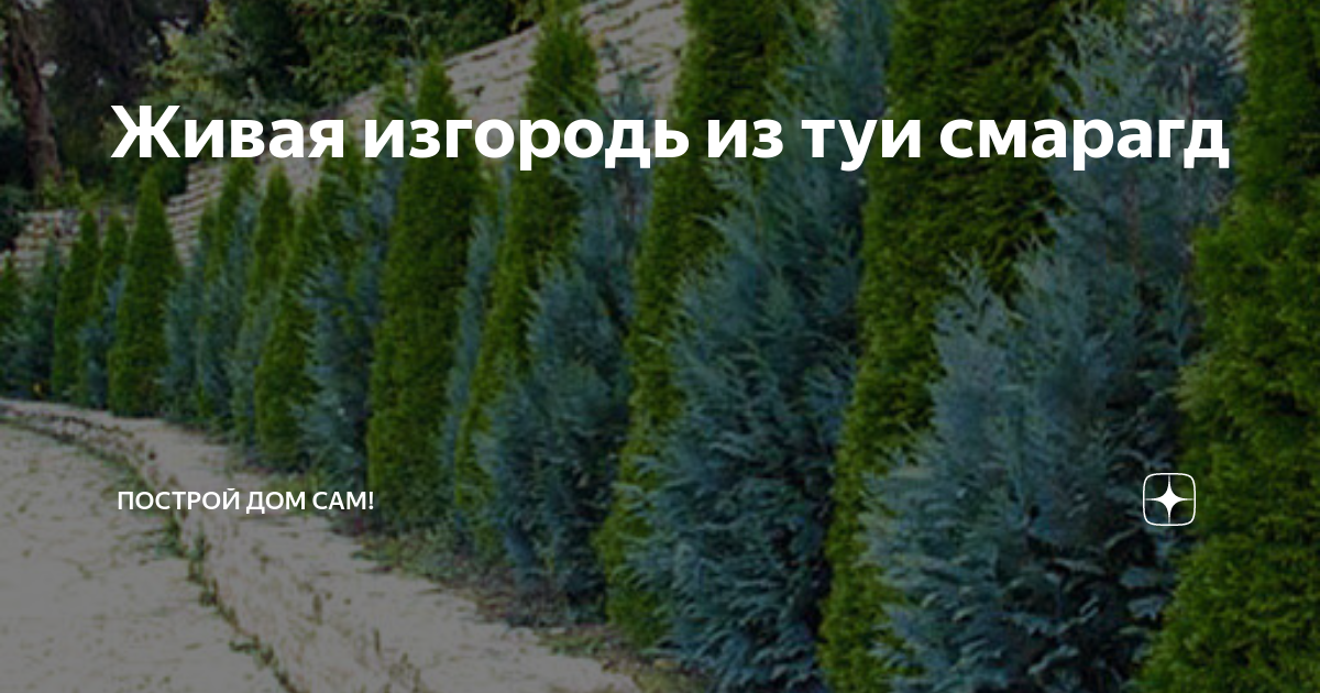 Туя смарагд изгородь на каком расстоянии. Живая изгородь из туи Смарагд схема. Туя Смарагд Живая изгородь схема. Схема посадки живой изгороди из туи Смарагд. Схема посадки туи Смарагд для живой изгороди.