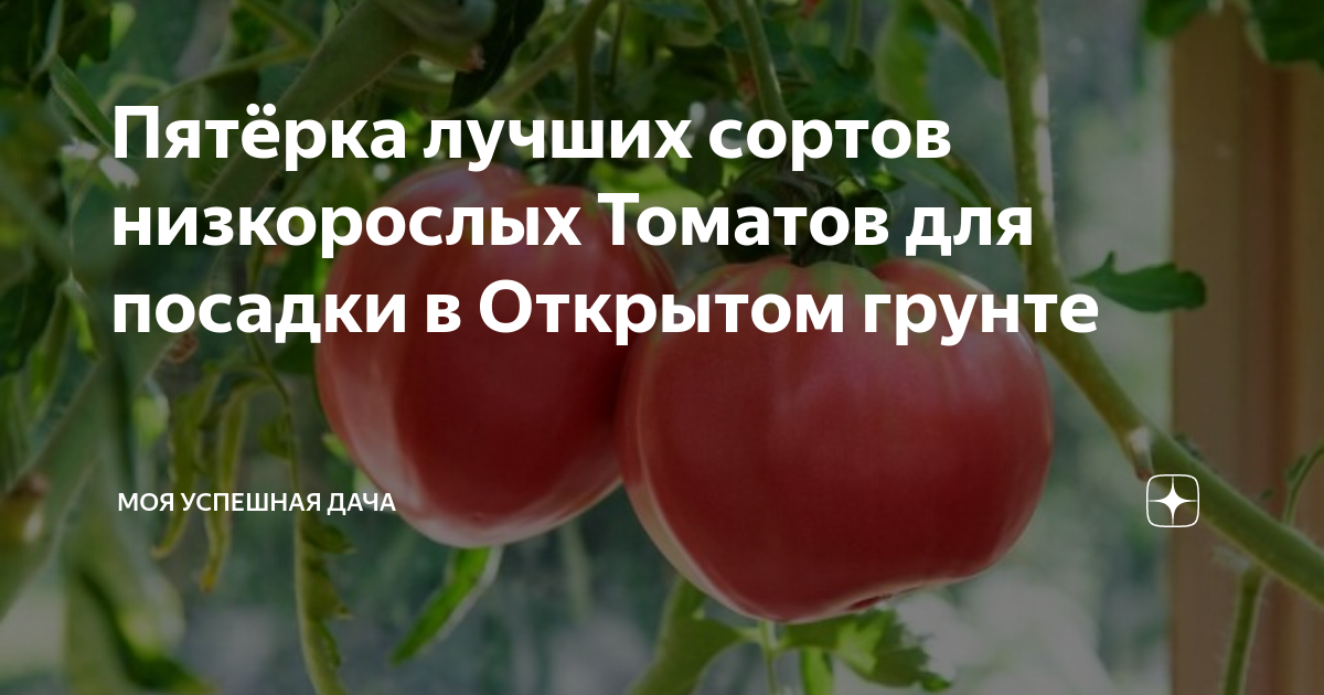 Лучшие сорта томатов сажать. Топ томатов для открытого грунта. сорта томатов для воронежской области для открытого грунта. томаты для волгоградской области открытый грунт низкорослые. лучшие сорта томатов для самарской области для открытого грунта.