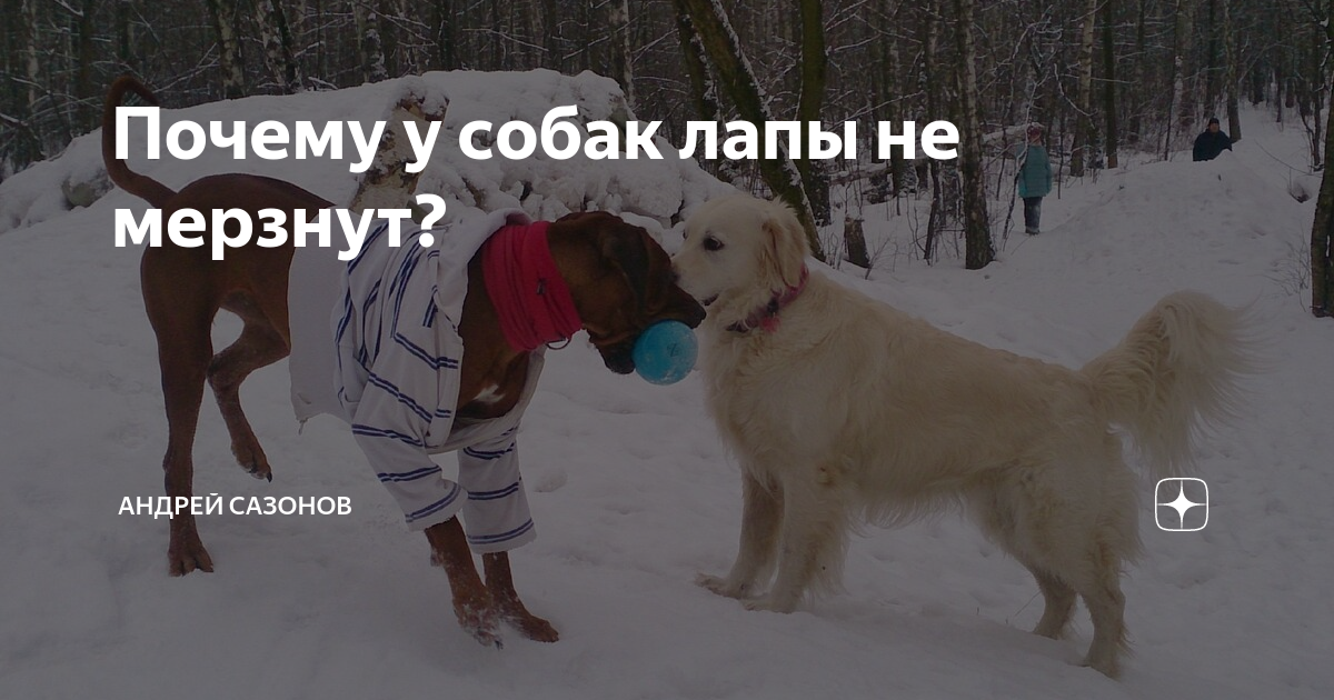 Почему лапы у собак зимой не замерзают: важные факторы