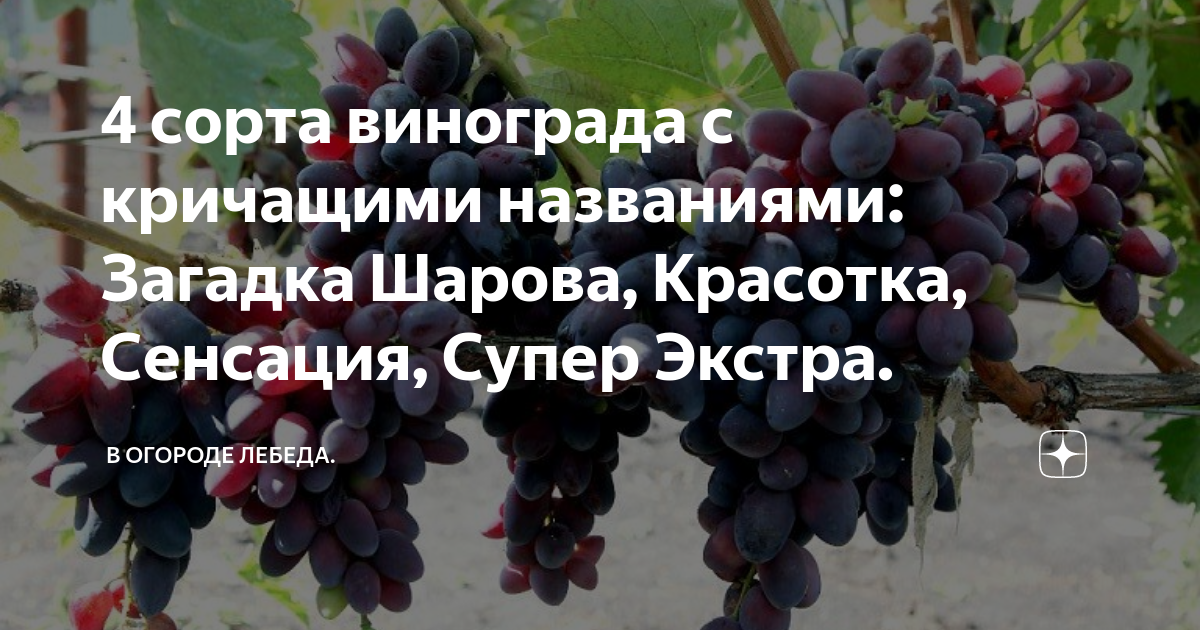 Загадка шарова описание сорта фото отзывы