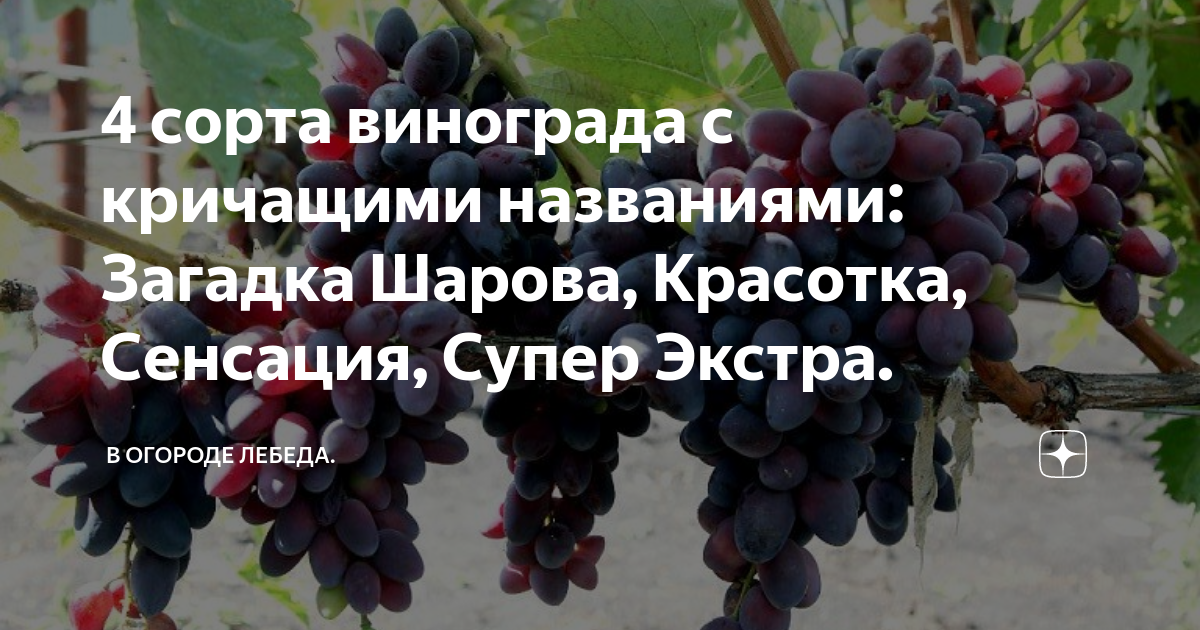 Загадка шарова описание сорта. Виноград загадка Шарова. Ребус сорта винограда. Загадка про виноград. Виноград загадка Шарова посадка.