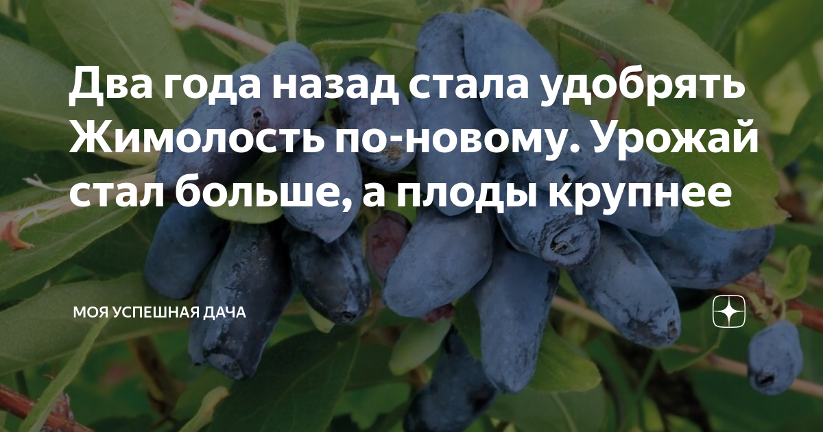 Два года назад стала удобрять Жимолость по-новому. Урожай стал больше ...