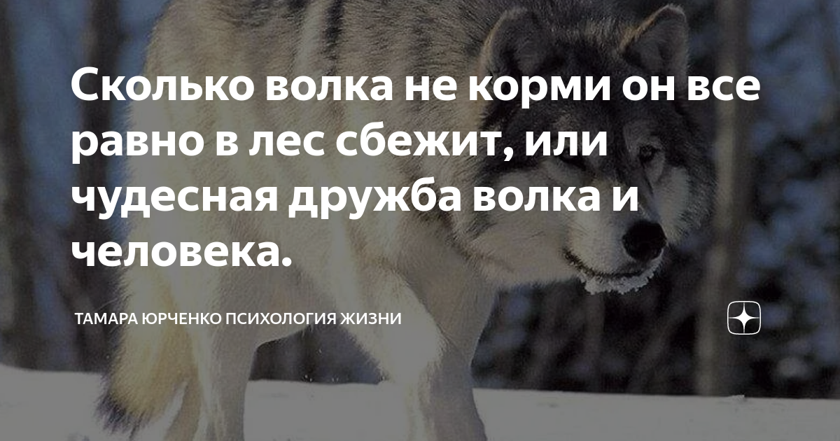 Сколько будет волк. Сколько волка не корми все равно. Сколько волка не корми все равно в лес смотрит. Волк и человек Дружба. Сколько волка не корми все равно в лес смотрит картинка.