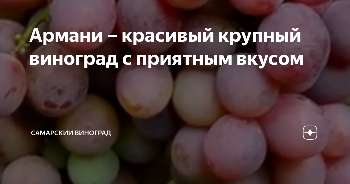 Сорт винограда гюляби дагестанский. Виноград во сне к чему снится женщине. Сон есть крупный виноград. Алтайский виноград. Девушка ест виноград.