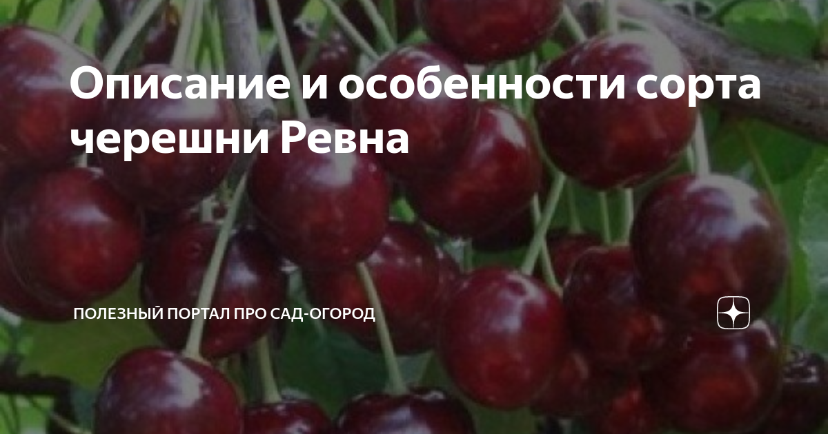 Дерево-сад (2-3 летка) черешня 2 сорта Ревна - Заря Жукова - купить саженцы с до