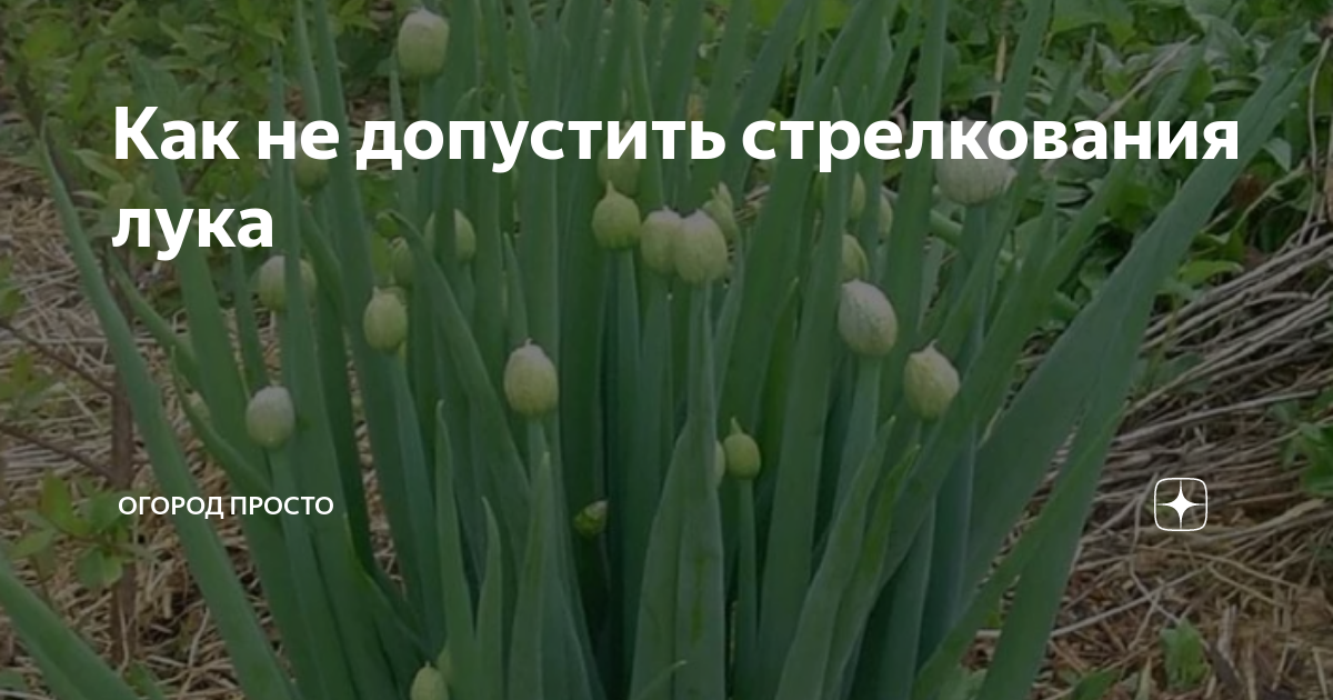 Севок пошел в стрелку. Семейный лук стрелкуется?. Почему стрелкуется лук. Лук стрелы огород. Лук пошел в стрелку что делать