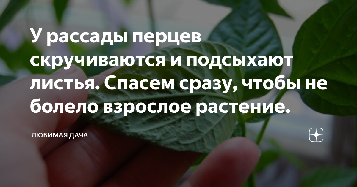 У рассады перцев скручиваются верхние листья. Огородник из Рязани томаты болезни. Огородник из Рязани кладоспориоз.