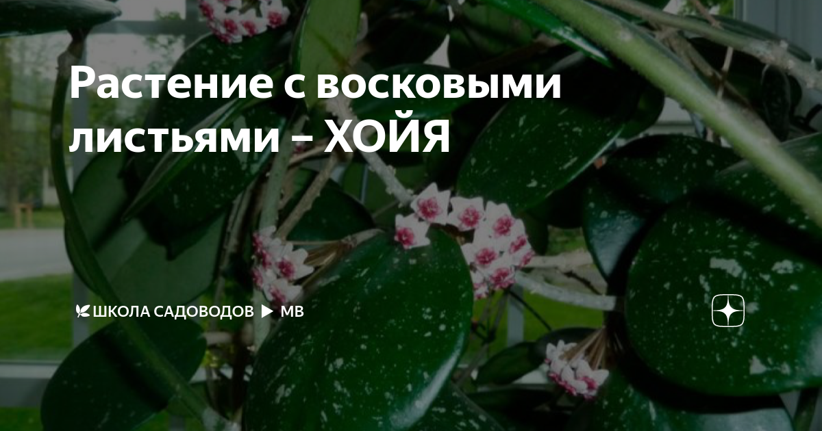 8 самых неприхотливых комнатных растений — INMYROOM