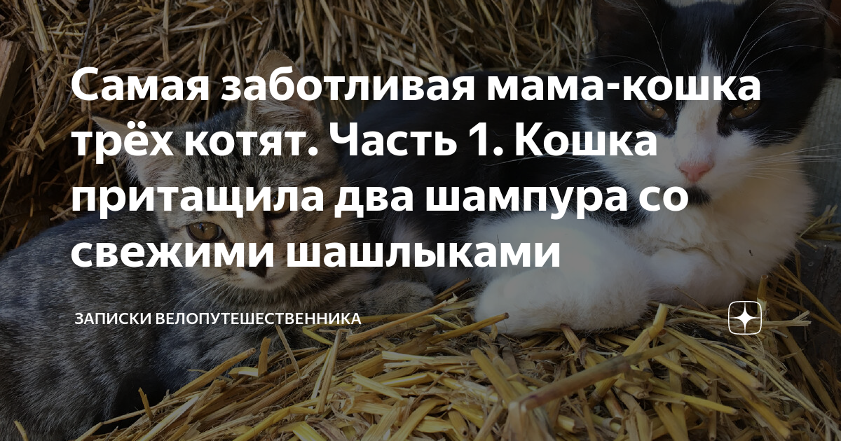 Кошка с котятами спряталась спрятались под стол