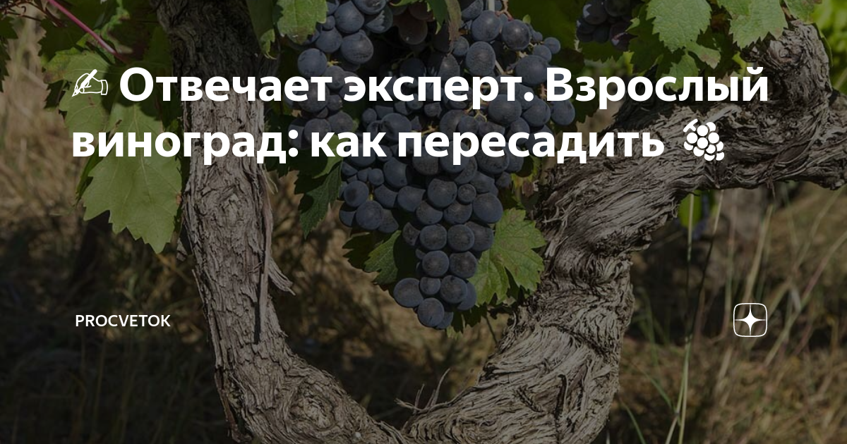 Можно ли пересадить взрослый виноград. Можно ли пересаживать виноград взрослый. Можно ли пересадить взрослый куст винограда.