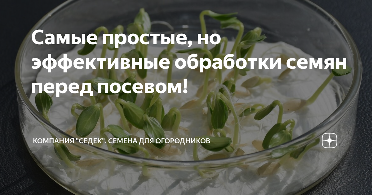 Самые простые, но эффективные обработки семян перед посевом ...