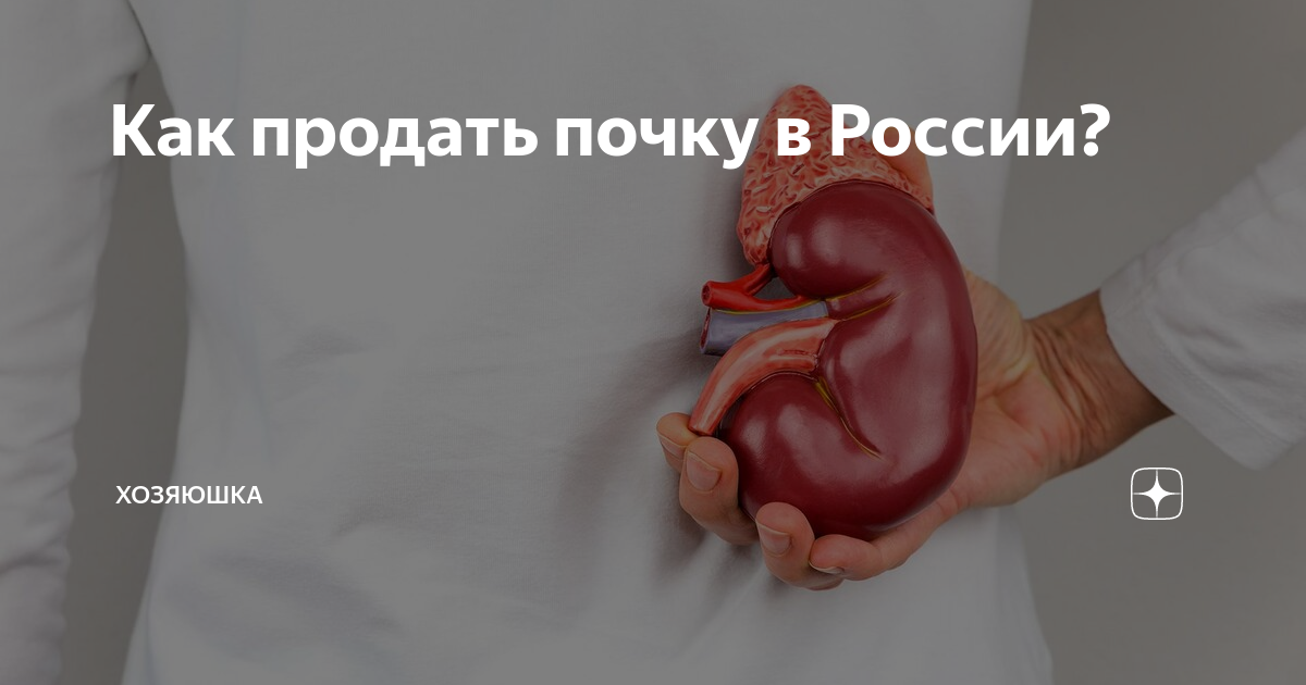 Как продать почку в России? | Хозяюшка | Дзен